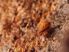 Dicyrtomina ornata
