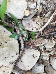Hierophis viridiflavus carbonarius