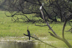 Anhinga melanogaster