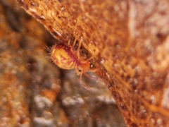Dicyrtomina ornata