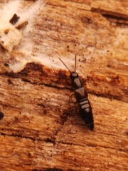 Aleocharinae