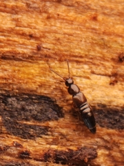 Aleocharinae