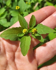 Melampodium divaricatum