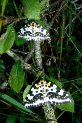 Abraxas grossulariata