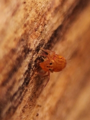 Dicyrtomina ornata