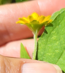 Melampodium divaricatum