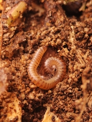 Cylindroiulus punctatus