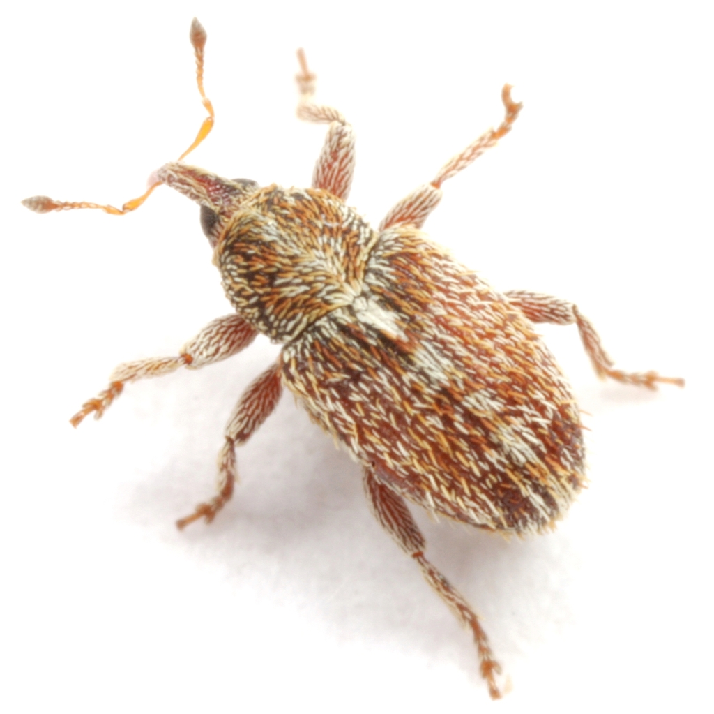 Sibinia hispida