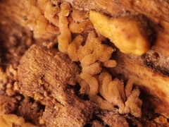 Arcyria obvelata