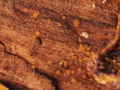 Orbilia xanthostigma