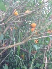 Solanum mammosum