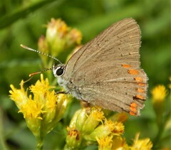 Satyrium titus