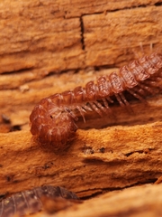 Polydesmus angustus