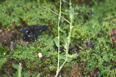 Rumex induratus