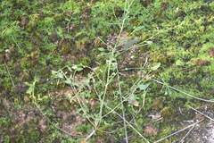 Rumex induratus