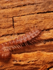Polydesmus angustus