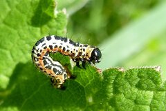 Abraxas grossulariata