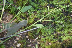 Rumex induratus