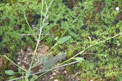 Rumex induratus