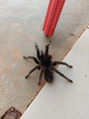 Acanthoscurria paulensis