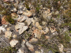 Pelargonium pinnatum