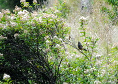 Pseudosaltator rufiventris