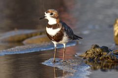 Charadrius falklandicus