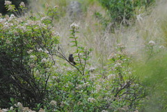 Pseudosaltator rufiventris