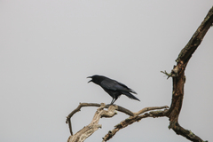 Corvus ossifragus
