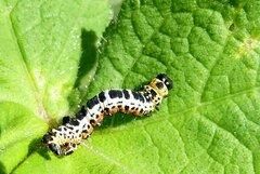 Abraxas grossulariata