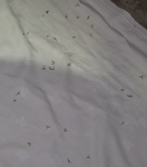 Acentria ephemerella