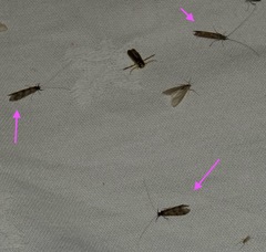 Mystacides longicornis