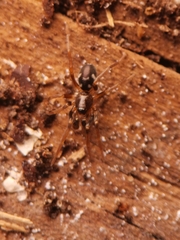 Phrurolithus