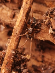 Phrurolithus