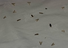 Acentria ephemerella