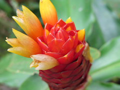 Costus
