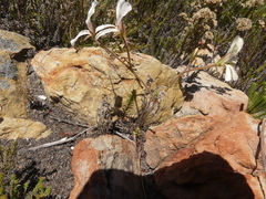 Pelargonium pinnatum
