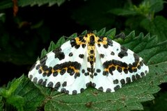 Abraxas grossulariata