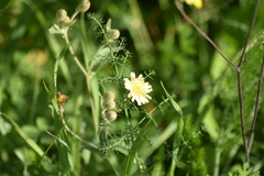 Andryala integrifolia