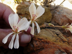 Pelargonium pinnatum
