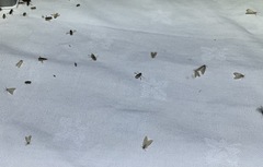 Acentria ephemerella