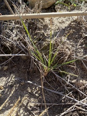 Nassella leucotricha