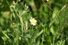 Andryala integrifolia