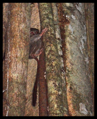 Tarsius spectrumgurskyae