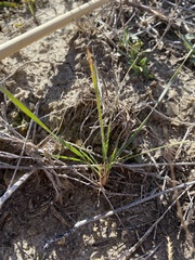 Nassella leucotricha