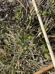 Nassella leucotricha