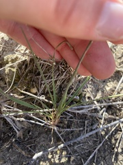 Nassella leucotricha