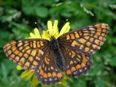 Euphydryas maturna