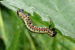 Abraxas grossulariata