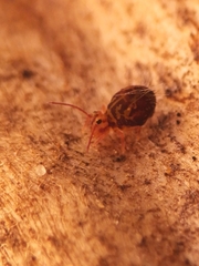 Dicyrtomina ornata